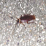 cockroach_in_my_room